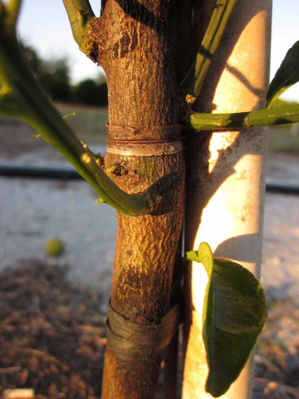              Bark (Winter Haven, FL)       
